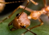 Fire Ant Life Cycle: Eliminate Stingers at Once