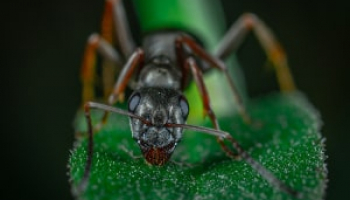 How Long Do Ants Live and What You Can Do About It