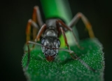 How Long Do Ants Live and What You Can Do About It