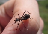 Bugs That Look Like Ants: Quick Identification Guide