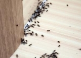 How Do Ants Get Into Your House: Everything Explained