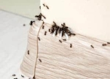 How Do Ants Reproduce and What to Know About It
