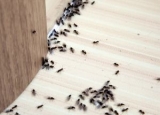 Do Ants Carry Disease: Guide to Control And Prevention