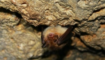 How Much Does Bat Removal Cost in 2022: Bat Exterminator Cost Explained