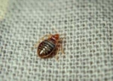 Bed Bugs Predators: What Eats Bed Bugs?