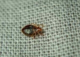 Baby Bed Bugs: What You Need to Know