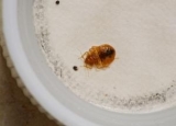 What Temperature Kills Bed Bugs: Heat or Freeze?