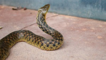 Comprehensive Snake Poop Review: How to Identify and Dispose Of