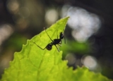 How Much Does Ant Exterminator Cost in 2024: Ant Control Prices Explained