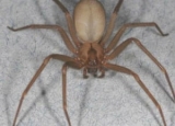 How to Get Rid of Brown Recluse Spiders: Detailed Identification & Removal Guide