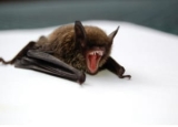 Comprehensive Bat Poop Review: How to Identify and Remove It