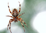 How Much Does Spider Exterminator Cost in 2022: Spider Control Prices Explained