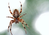 How Much Does Spider Exterminator Cost in 2024: Spider Control Prices Explained