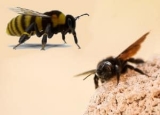 Bumble Bee vs. Carpenter Bee: Similarities and Differences