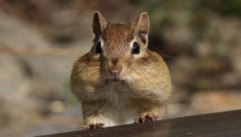 best chipmunk poisons