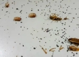 Cockroach Poop: How It Looks Like and How to Get Rid of It