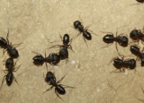 Do Ants Sleep: You Might Not Expect That