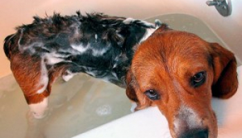 Best Flea Shampoo for Dogs in 2022: Expert Reviews