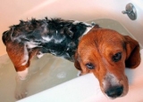 Best Flea Shampoo for Dogs in 2024: Expert Reviews