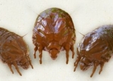 Best Dust Mite Covers in 2024: Expert Reviews