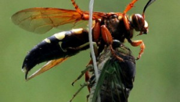 How to Get Rid of Cicada Killer Wasps: Safe Identification & Removal Methods