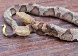 How to Get Rid of Copperhead: Detailed Identification & Removal Guide