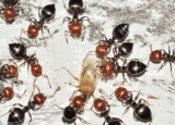 Animals That Eat Ants: Complete Guide to Ant’s Predators