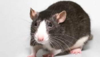 Comprehensive Tomcat Rat Poison Review: Is It Effective Enough?