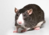 Comprehensive Tomcat Rat Poison Review: Is It Effective Enough?