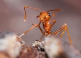 What Do Fire Ants Eat? Incredible Facts About Their Diet