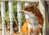 How to Keep Foxes Away from Your Area: Definite Guide + Repellent Reviews
