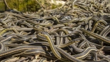 How to Get Rid of Garter Snakes: Detailed Identification & Removal Guide
