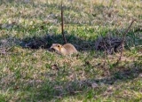 How to Trap a Gopher: A Humane and Effective Method