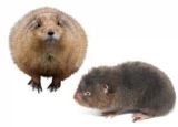 What Is the Difference Between a Gopher and a Mole: 6 Differences