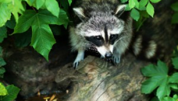 Raccoon Poop: Why It’s Dangerous and How to Remove It