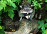 Raccoon Poop: Why It’s Dangerous and How to Remove It