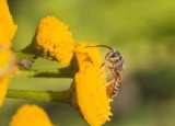 How to Get Rid of Sweat Bees: Complete Halictid Bees Control & Prevention Guide