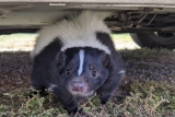 Do Skunks Live Underground, and What Are They Looking For in Your Garden?