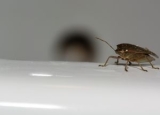 How Long Can a Bedbug Survive Without Food: Eating Behavior Explained
