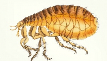 How to Get Rid of Fleas on Humans: Detailed Human Flea Control Guide