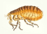 How to Get Rid of Fleas on Humans: Detailed Human Flea Control Guide
