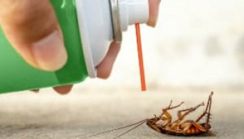 How to Get Rid of American Cockroaches: Detailed Identification & Removal Guide