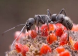 How to Get Rid of Ants Inside & Outside – Most Effective Methods