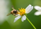 How to Get Rid of Bees without Compromising Safety