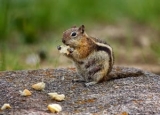 How to Get Rid of Chipmunks: Effective Chipmunk Removal Methods