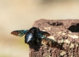 How to Get Rid of Carpenter Bees: Most Effective Ways