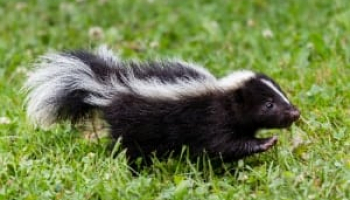 How to Get Rid of Skunk Smell: Simple & Effective Methods