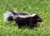 How to Get Rid of Skunk Smell: Simple & Effective Methods
