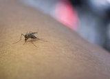 What Time Do Mosquitoes Come Out: Avoid the Bloodsucking Pest