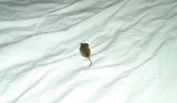 How to Keep Mice Away from Your Bed